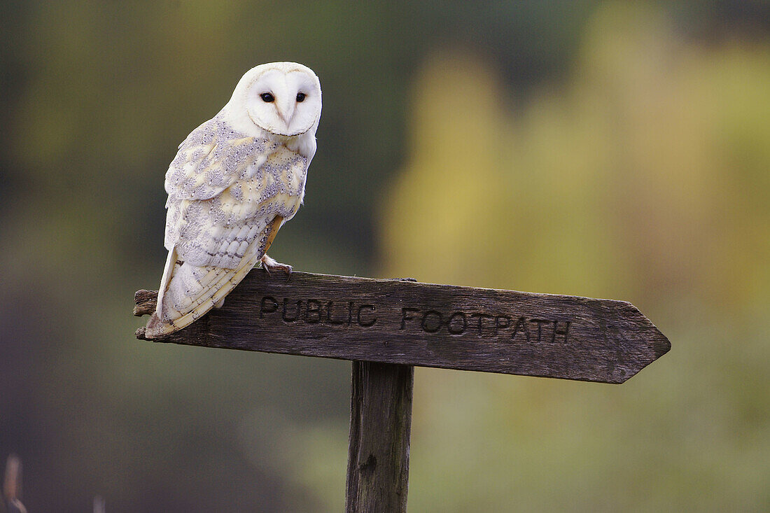 Barn Owl (Tyto alba) adult perched on footpath sign. Scotland. UK.