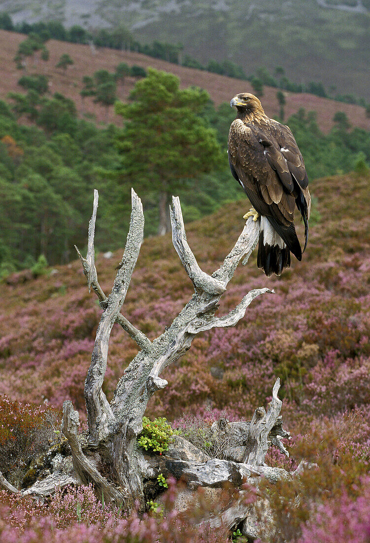 Golden Eagle (Aquila chrysaetos) adult perched on old pine on heather moor. Scotland. UK.