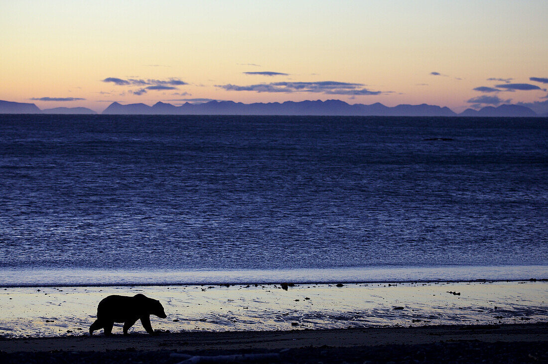 Grizzly Bear (Ursus horribilis), walking along coastline at dawn, Katmai National Park, Alaska, USA.