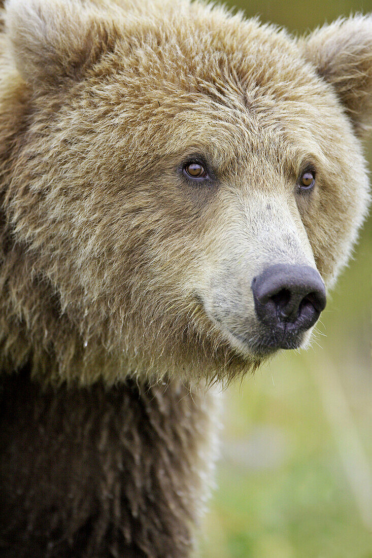 Grizzly Bear (Ursus horribilis) portrait of female. Katmai National Park, Alaska, USA.