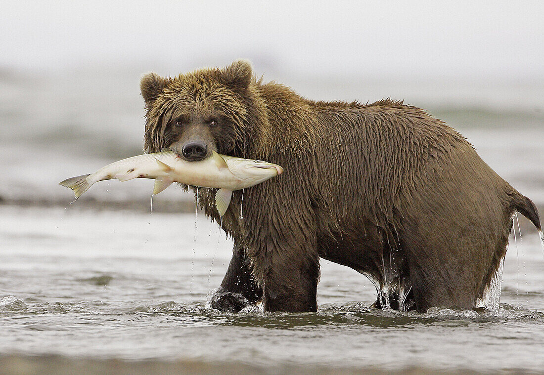 Grizzly Bear (Ursus horribilis), with freshly caught salmon, Katmai National Park, Alaska. USA.