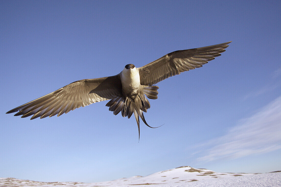 Long-tailed Skua (Stercorarius longicaudus) adult in flight. Sweden