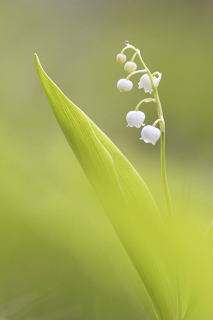Lily-of-the-valley (Convallaria majalis) in flower. Norway.