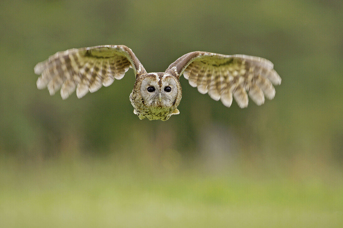Tawny Owl (Strix aluco) adult in flight. Scotland. UK.