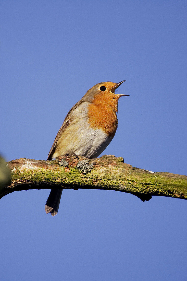 Robin (Erithacus rubecula) singing perched on branch. Scotland. UK.