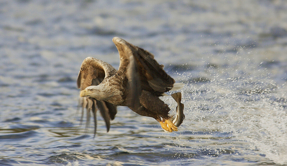 White-tailed Eagle (Haliaeetus albicilla) adult catching fish. Norway.