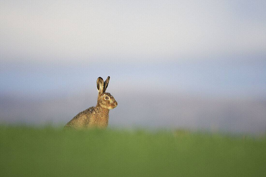 Brown Hare (Lepus capensis) resting in grass field. Scotland. April.