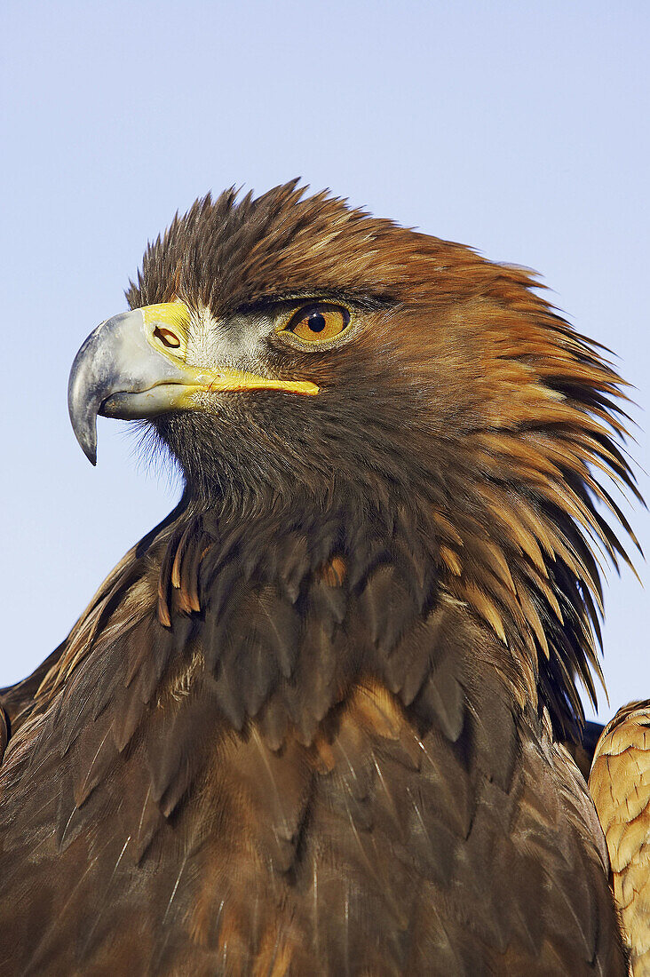 Golden Eagle (Aquila chrysaetos) close-up portrait of adult (captive-bred). Scotland, UK.