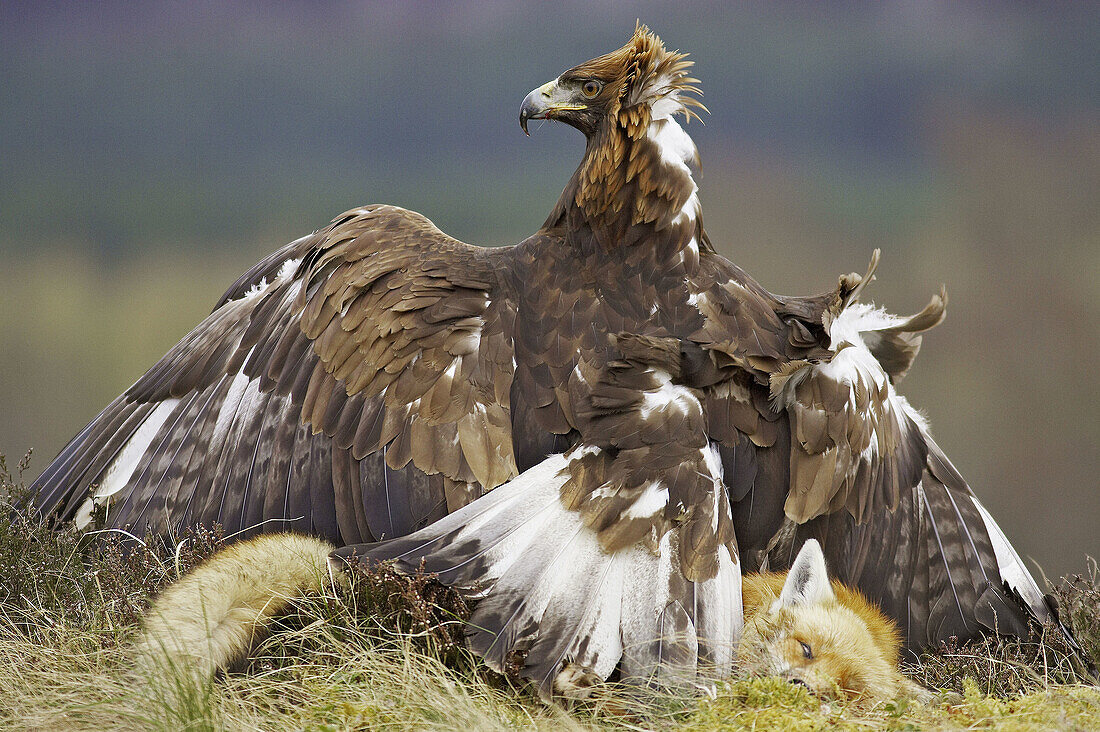Golden Eagle (Aquila chrysaetos) on ground mantling prey (Red Fox - Vulpes vulpes). Scotland. (captive-bred bird)