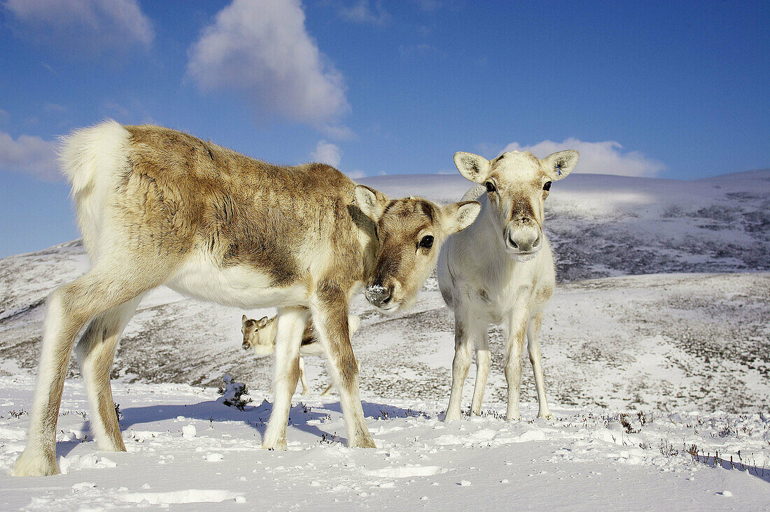 Reindeer (Rangifer tarandus) two youngsters in winter. Cairngorms National Park. Scotland