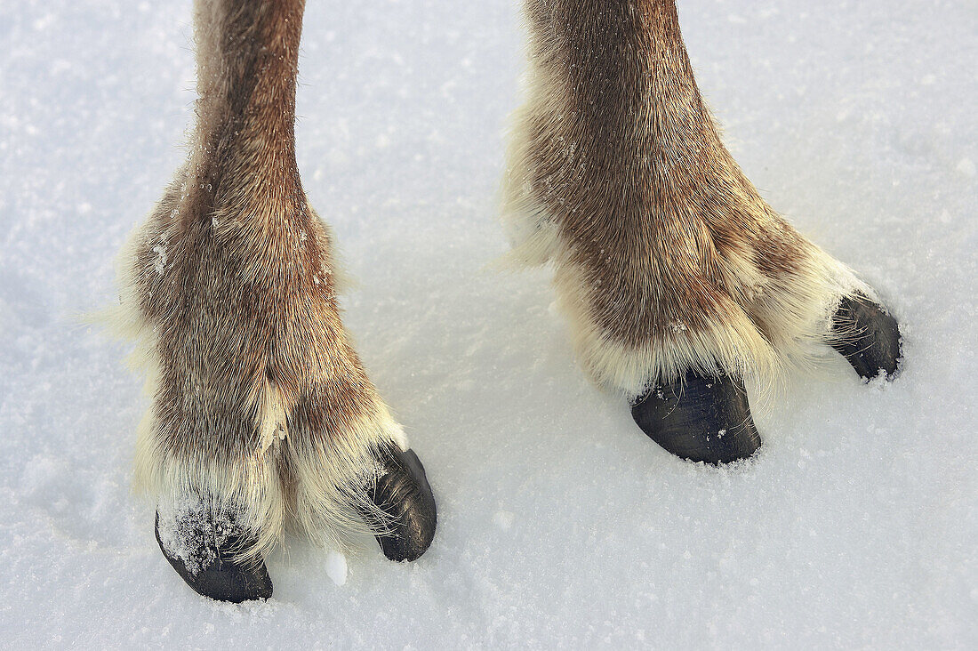 Reindeer (Rangifer tarandus), close-up of cloved hooves (feet). Cairngorms National Park, Scotland.