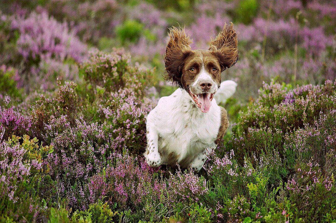 English Springer Spaniel dog running across heather moor in late summer. Scotland.