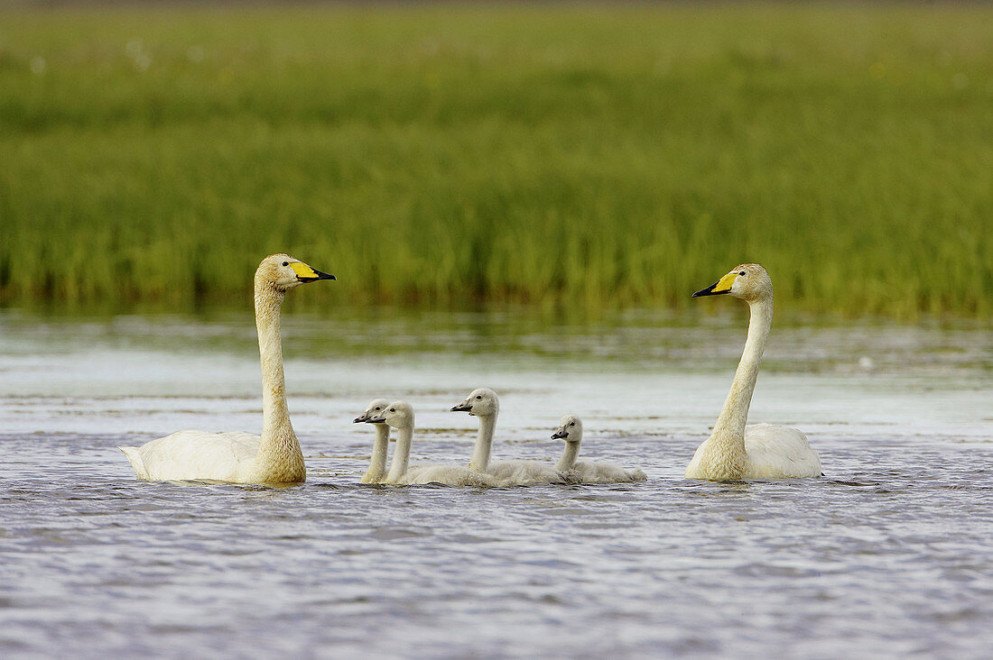 Whooper Swan (Cygnus cygnus) adult pair with cygnets on inland lake. Iceland. June 2005.