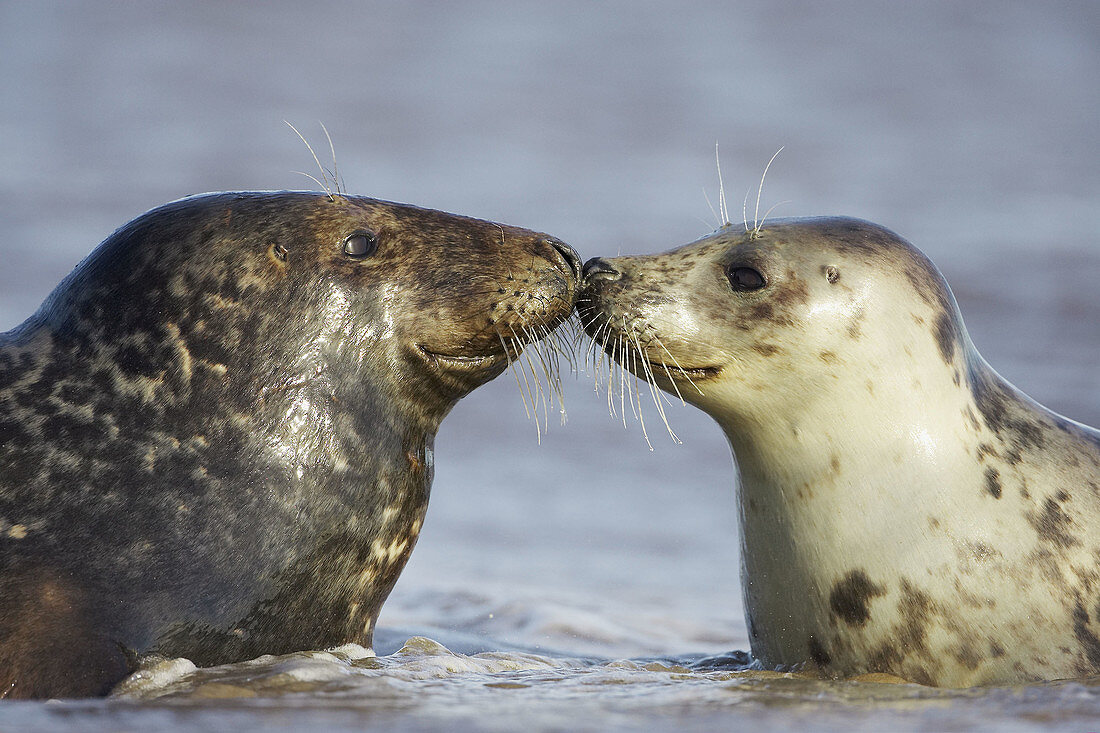 Grey Seal (Grypus halichoerus) male &amp;amp; female nose to nose. North Lincolnshire, UK. November 2005.