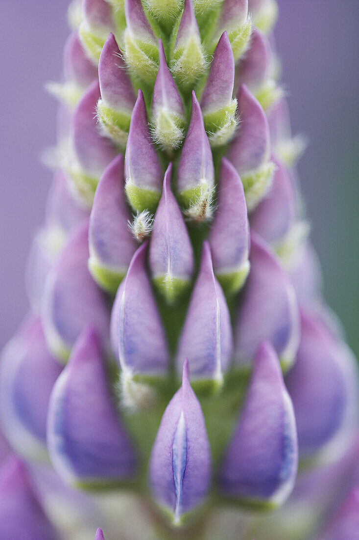 Garden Lupin (Lupinus polyphyllus) close-up detail of flower spike in bud. Scotland, UK. June 2006.