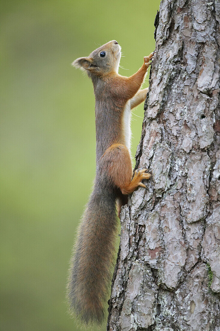Red Squirrel (Sciurus vulgaris) scaling up pine tree. Norway. September 2005.