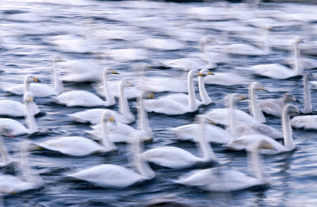 Whooper Swans (Cygnus cygnus)