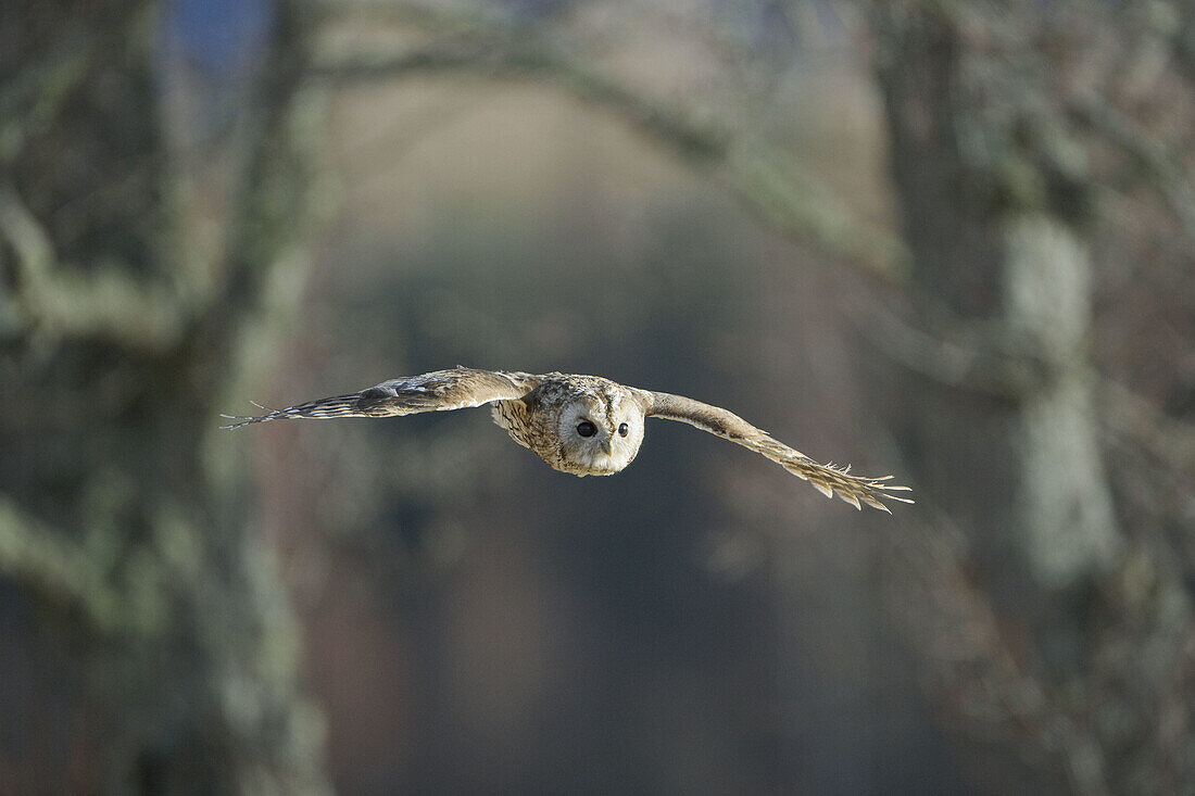 Tawny owl (Strix aluco) adult in flight. Scotland. February 2006. (captive-bred)