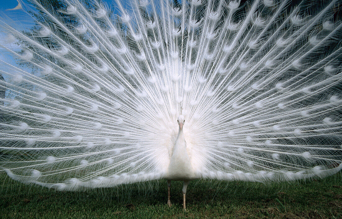 Peacock (Pavo cristatus)