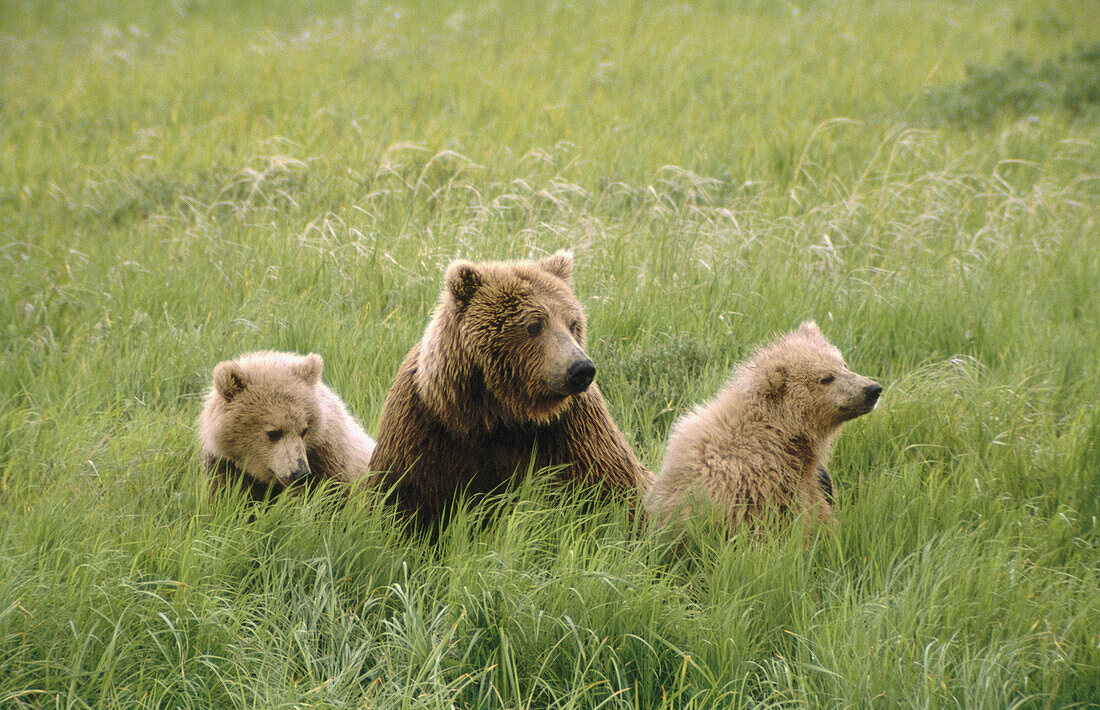 Brown Bear (Ursus arctos). McNeil River, Alaska, USA