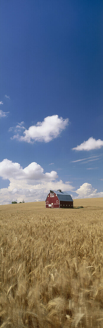 Palouse wheat fields. Washington. USA