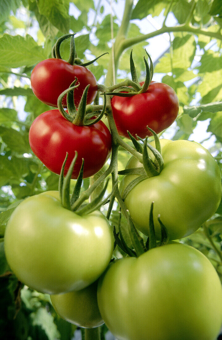 Organic tomatoes (Lycopersicon escolentum) ripening on vine in greenhouse. Langley. British Columbia. Canada