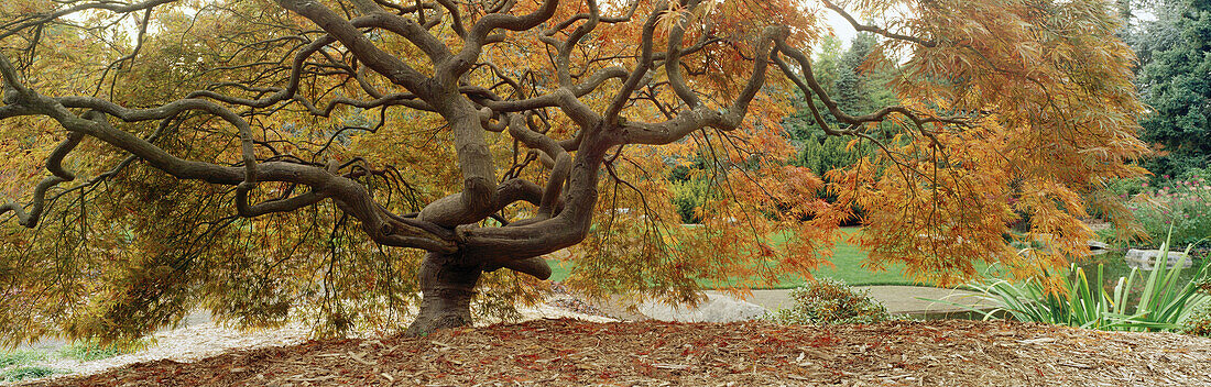 Japanese Maple (Acer palmatum) contorted trunk with autumn foliage. Kubota, Seattle. Washington. USA