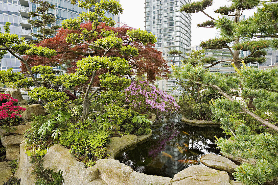 Dwarf trees & shrubs around koi pond in urban rooftop garden [Rhododendron cv., Acer palmatum cv., Pinus sp.]. Patterson, Vancouver, British Columbia. Canada