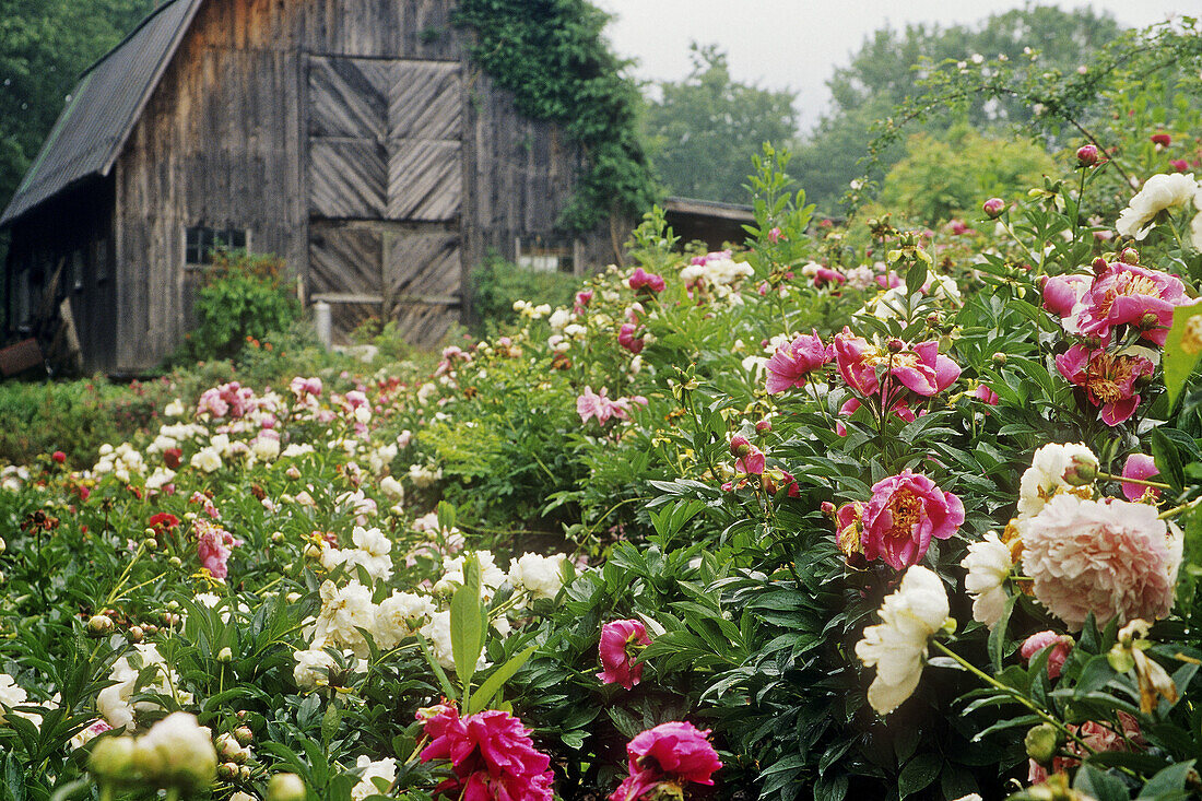 Peony beds in full bloom w/ barn bkgnd, after rain (Paeonia cv.). Sunshine Farm, Renick, WV.