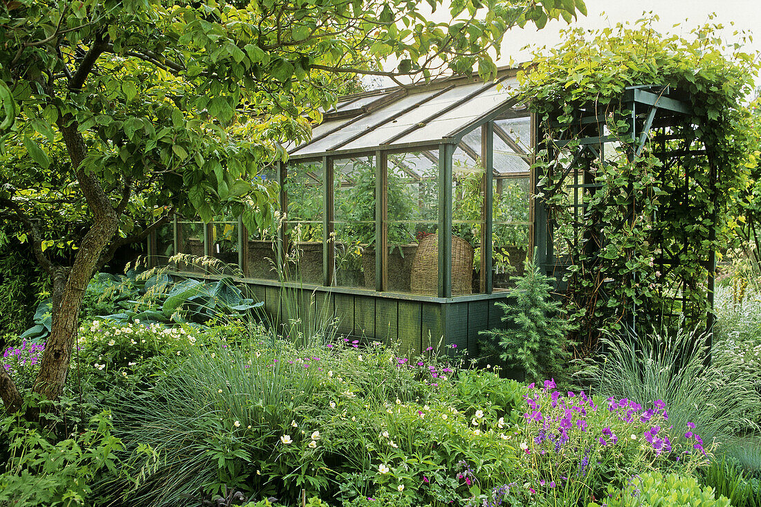 Greenhouse framed by dogwood, grapes, perennials (Cornus florida cv.; Vitis californica; Helictotrichon sempervirens; Parahebe perfoliata; Festuca glauca; Geranium x riversleainum Russel Pritchard ). Kenney, Bellingham, WA.