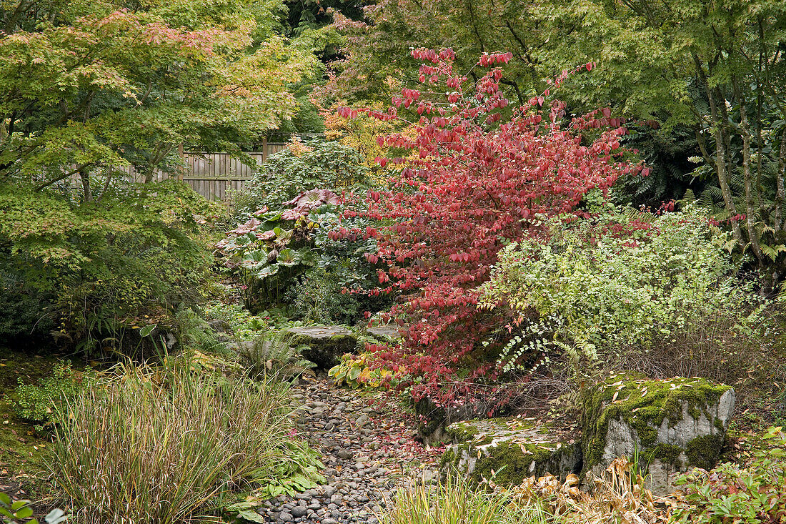Redvein Enkianthus by dry stream bed w/ Japanese Maples (Enkianthus campanulatus; Acer palmatum). Bellevue Botanical Garden, WA.