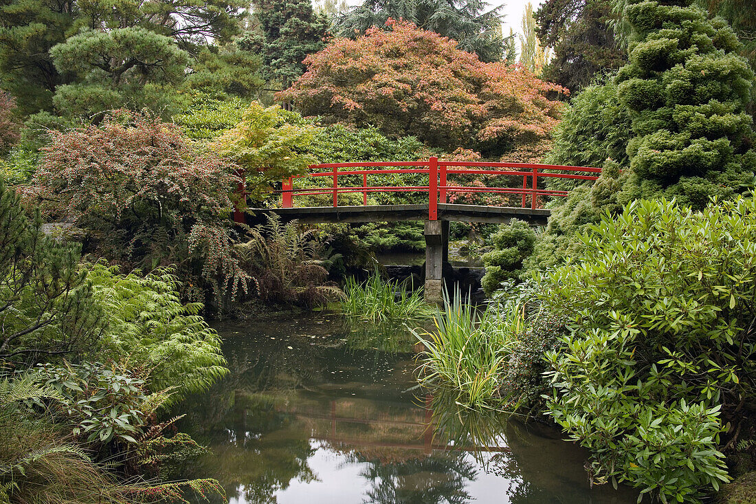 Heart Bridge framed by stone bridge over pond w/ Japanese Maples & Pines, autumn (Acer palmatum cv.; Pinus sp.; Rhododendron cv.). Kubota, Seattle, WA.