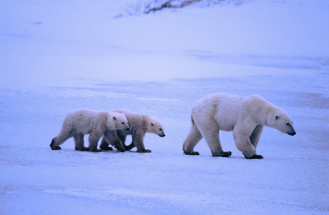 Polar bear (Ursus maritimus). Cape Churchill. Canada.