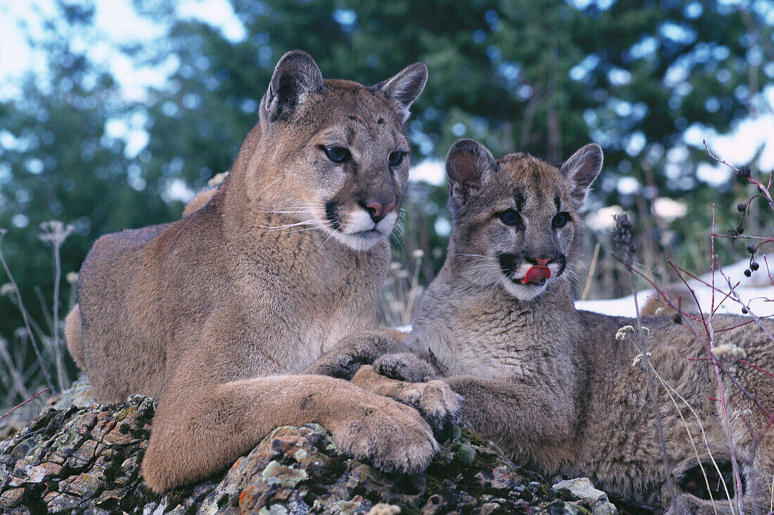 Cougars (Felis concolor), adult and young, captive. Montana. USA