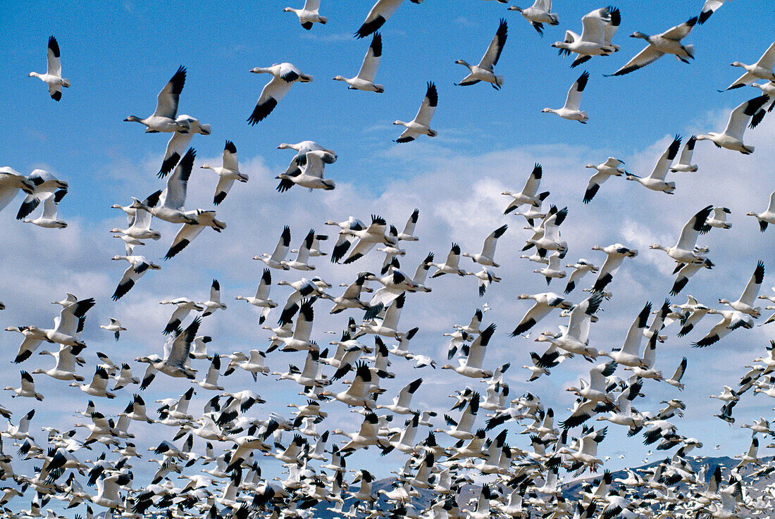 Snow Geese (Chen caerulescens) flighting. New Mexico. USA