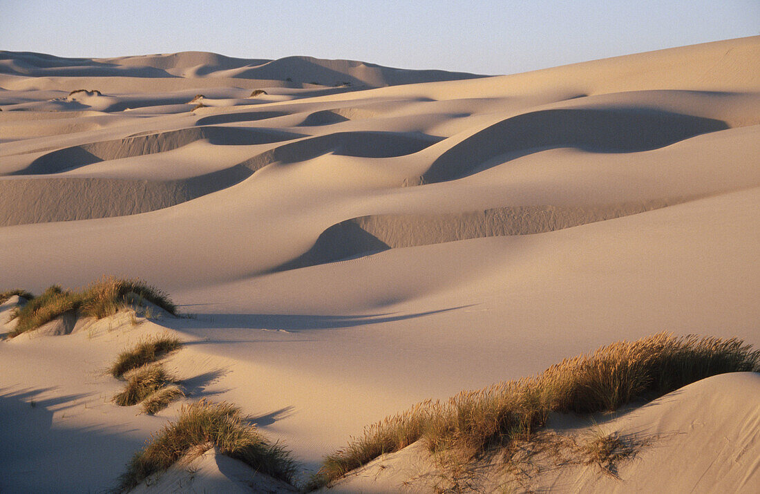 Coastal sand dunes. Oregon Dunes National Recreation Area. Southern Oregon, USA