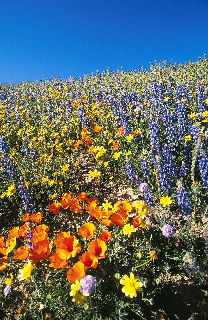 Hillside wildflowers field. California, USA