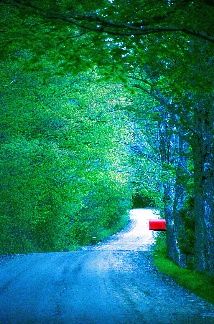 Calm, Calmness, Color, Colour, Concealed, Country, Countryside, Daytime, Deserted, Empty road, Empty roads, Exterior, Foliage, Forest, Forests, Green, Hidden, Mailbox, Mailboxes, Nobody, Outdoor, Outdoors, Outside, Peaceful, Peacefulness, Plant, Plants, 