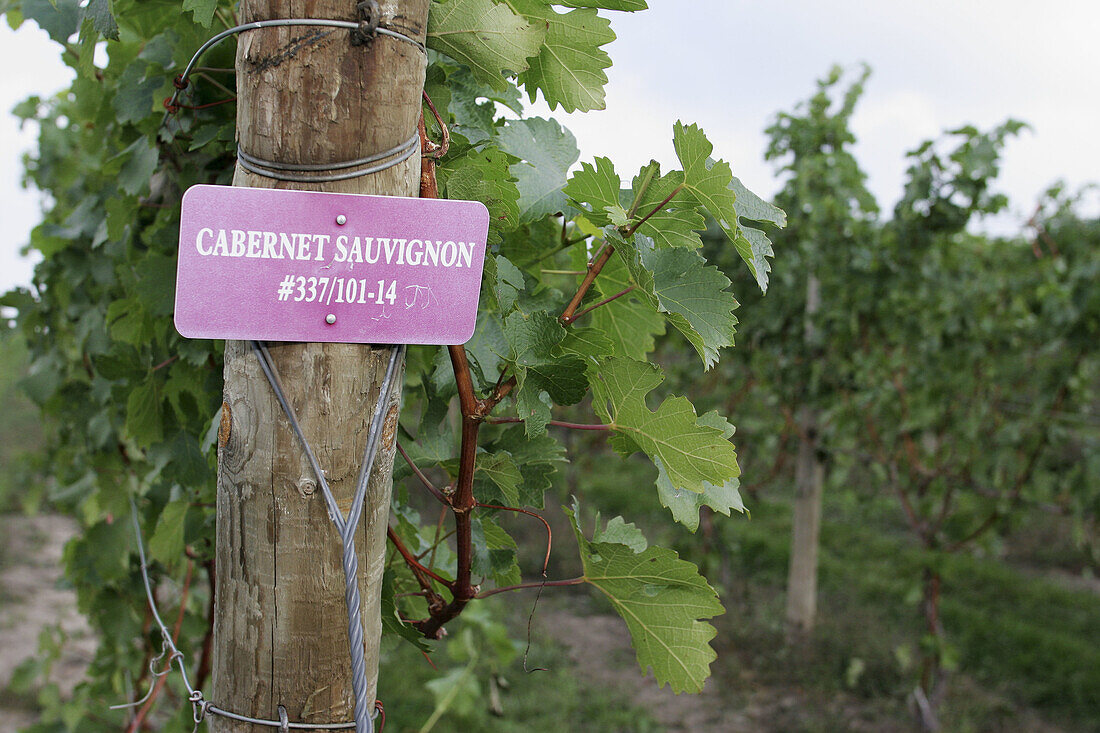 Karma Vista Vineyards and Winery, sign, Cabernet Suvignon, grapes. Coloma. Michigan. USA.