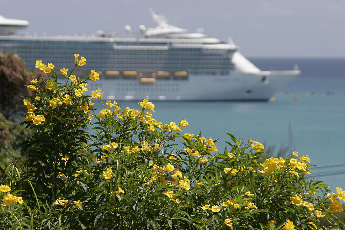 View from 99 Steps, Ginger Thomas flower, cruise ship. Blackbeard s Hill. Charlotte Amalie. St. Thomas. US Virgin Islands.