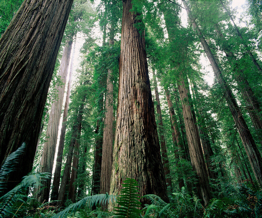 Redwood National Park. California. USA