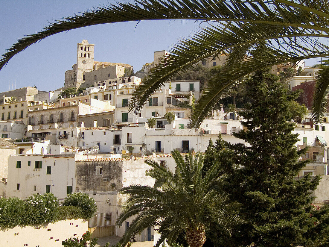 Dalt Vila behind a palm tree. Eivissa. Balearic Islands. Spain.