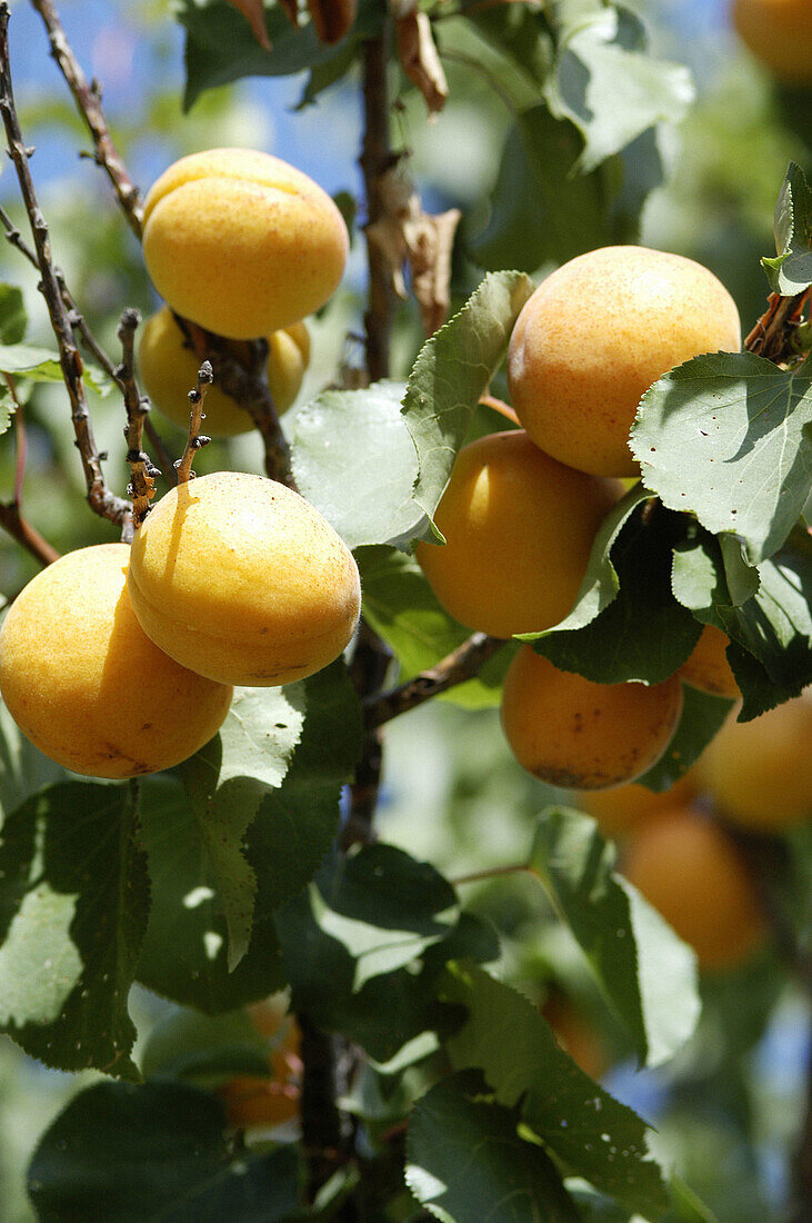 Abundance of apricots in a tree. Mallorca. Balearic Islands. Spain.