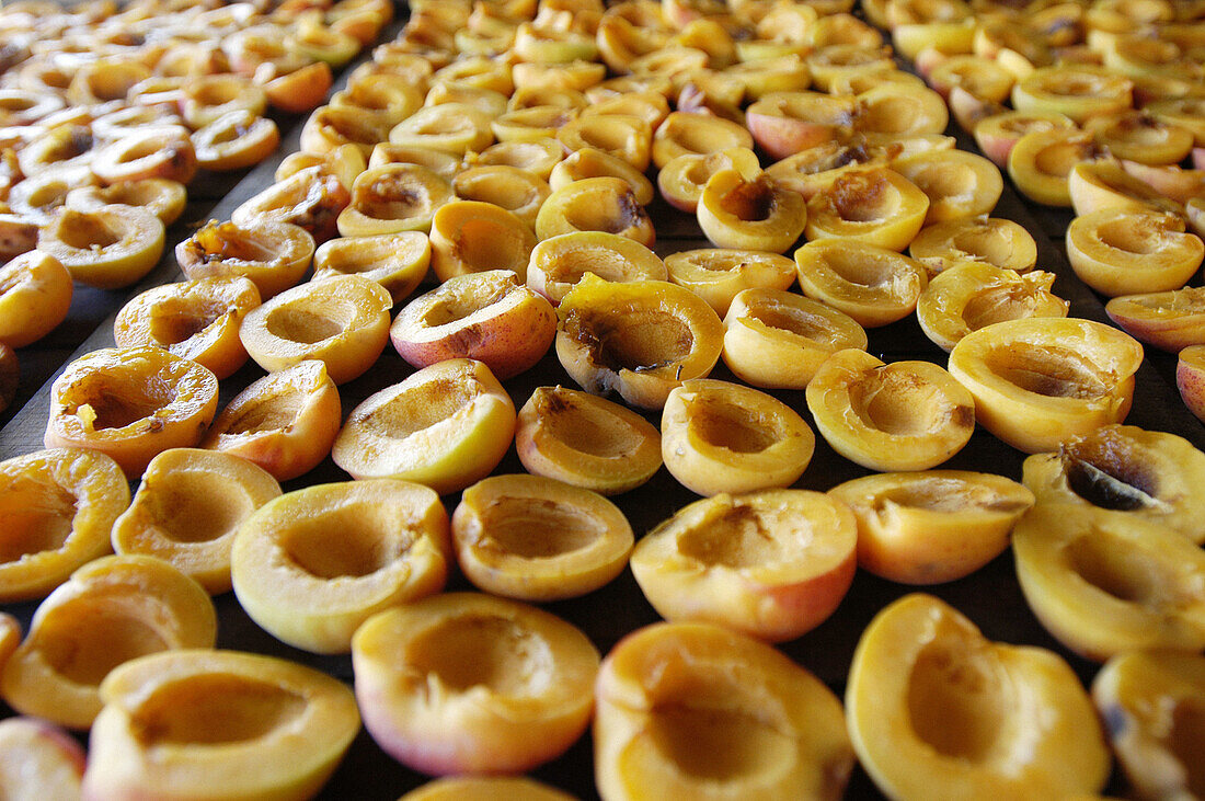 Preparing to dry apricots. Sun dried fruits. Porreres. Mallorca. Balearic Islands. Spain.