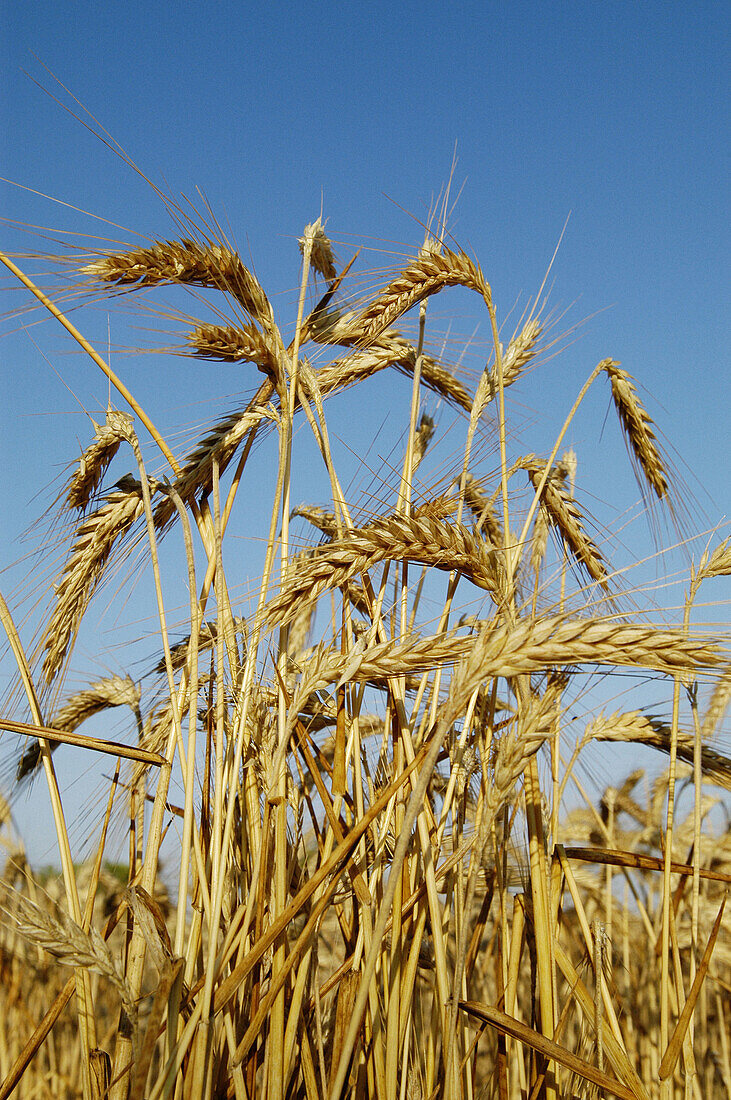 Dried stalk of wheat. Ears. Summer time. Mallorca. Balearic Islands. Spain.