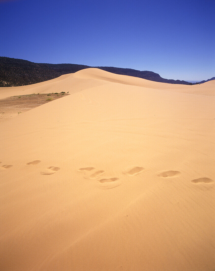 Foot prints in desert, Scenic coral pink sand dunes park, Utah, USA.