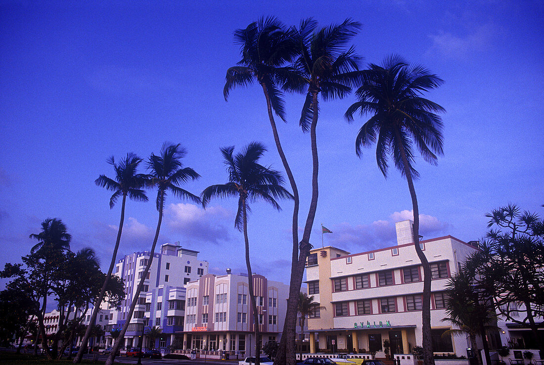 Palm trees, Ocean drive, Miami beach, Florida, USA.