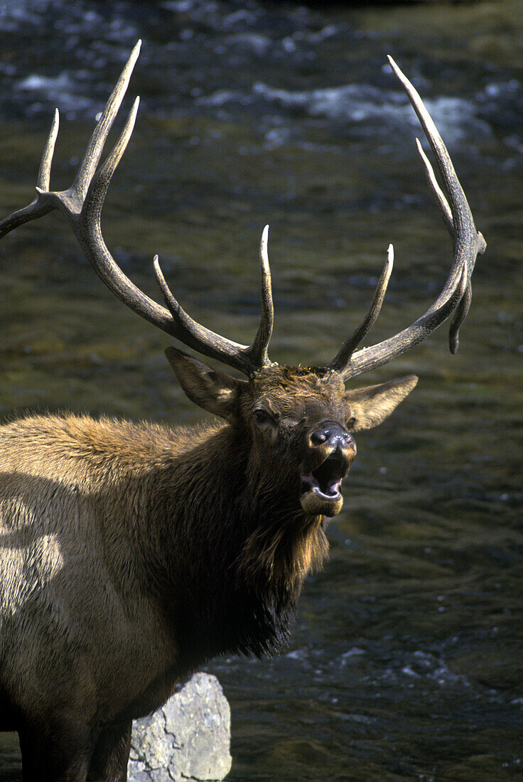 Face of screamingelk, Yellowstone national park, Wyoming, USA.