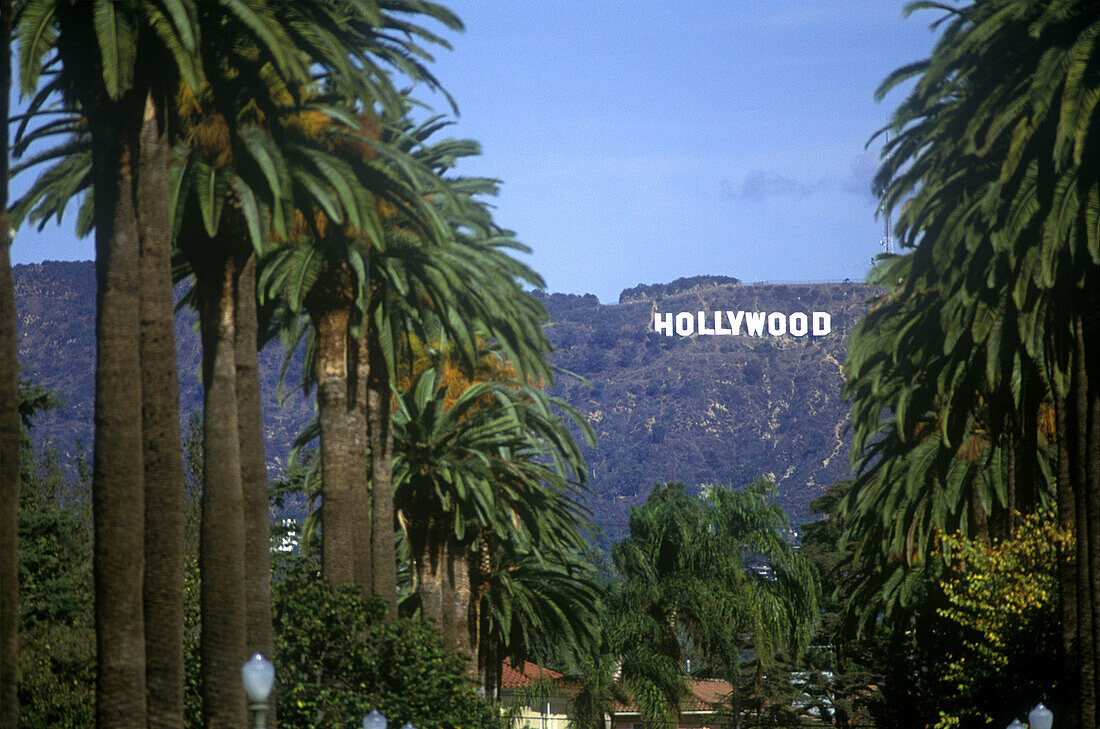 Palm trees, Sign, Windsor boulevard, Hollywood, Los Angeles, California, USA.