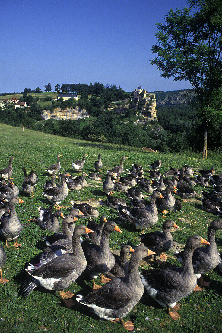 Foie gras geese, Chateau de la treyne, Dordogne, France.